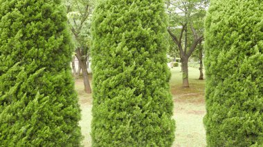 Bahçesinde üç yeşil çam ağaçları