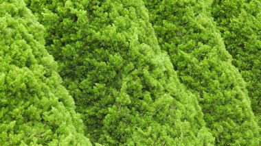 Birkaç Bahçe Yeşil ağaçların çam