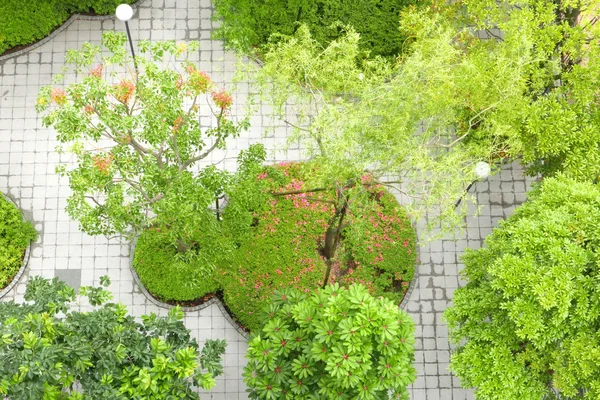 Alberi verdi e lampioni in giardino — Foto Stock