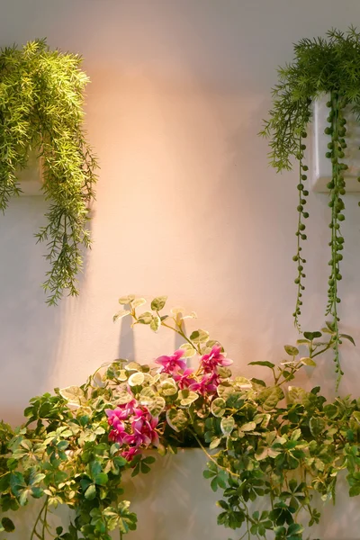 Poche Piante Verdi Fiori Sul Muro Con Luce Spot — Foto Stock