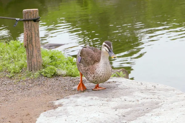 Walking duck is near the park pond — Stock Photo, Image