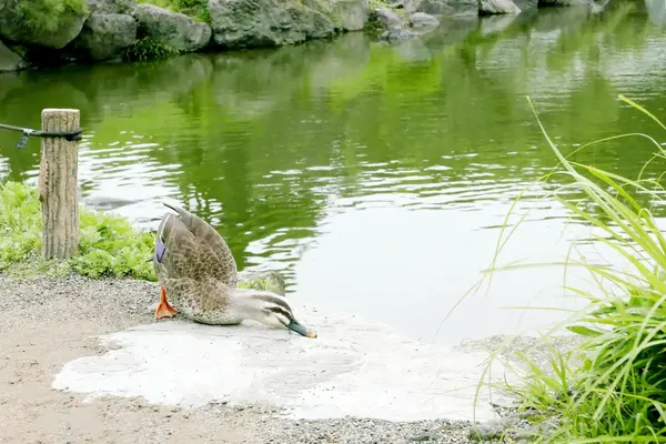 Ente ist in Teichnähe müde — Stockfoto