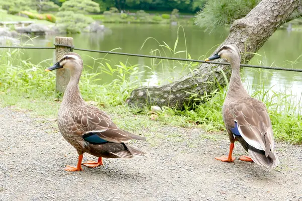 Twee eenden lopen in de buurt van de vijver — Stockfoto