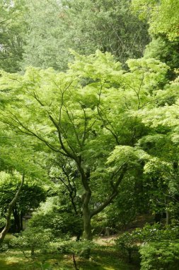 Yeşil ağaç ve bitki Japonya Bahçe
