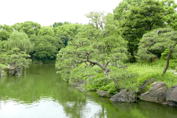 Pinus thunbergii pinheiro e jardim lagoa — Fotografia de Stock