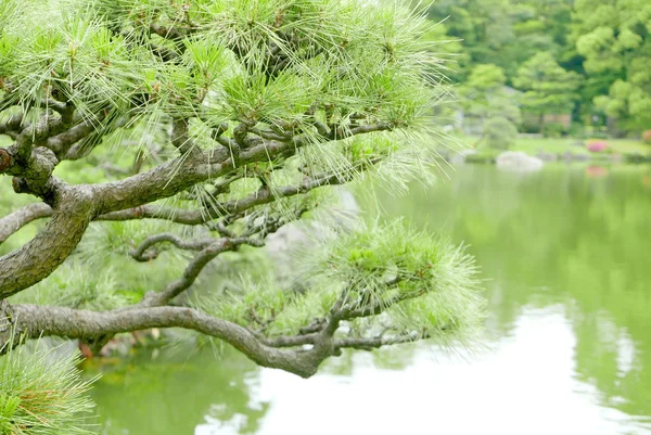 Pinus thunbergii 소나무 나무와 정원 연못 — 스톡 사진