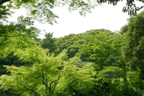 Alberi e piante verdi nel giardino giapponese — Foto Stock