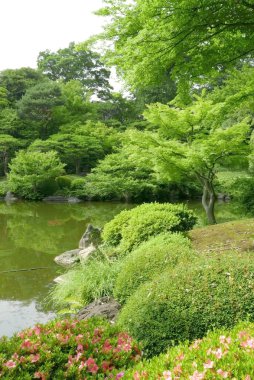 Su birikintisi, bitki, ağaç yansıma Japon zen bahçesi ile 