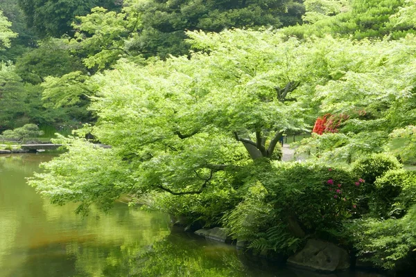 Λίμνη νερού, φυτό, δένδρο στο γιαπωνέζικο κήπο Ζεν — Φωτογραφία Αρχείου