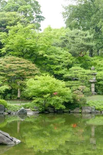 Lac, plante verte, arbre avec reflet dans le jardin zen japonais — Photo