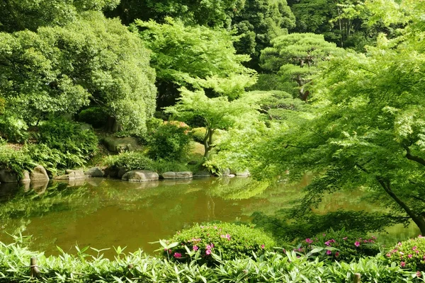 Λίμνη, πράσινο φυτό, δέντρο στο γιαπωνέζικο κήπο ζεν — Φωτογραφία Αρχείου