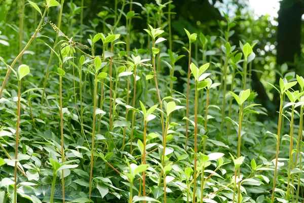 Closeup πράσινο φυτό, και γρασίδι στο πάρκο — Φωτογραφία Αρχείου