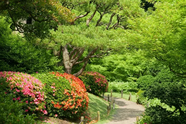 Green tree, outdoor flower plant in Japanese zen garden — стоковое фото
