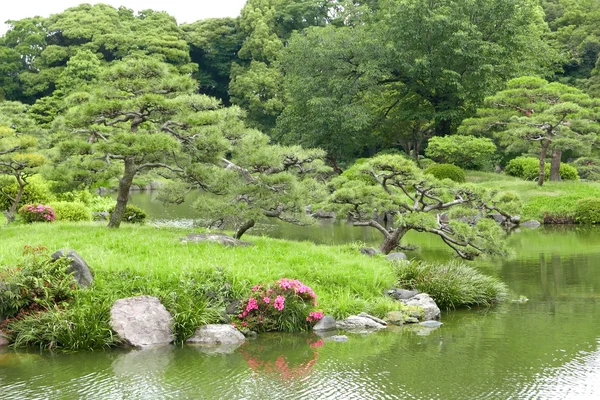 Pine bomen, grassen en rivier in het Japanse zen-garde — Stockfoto