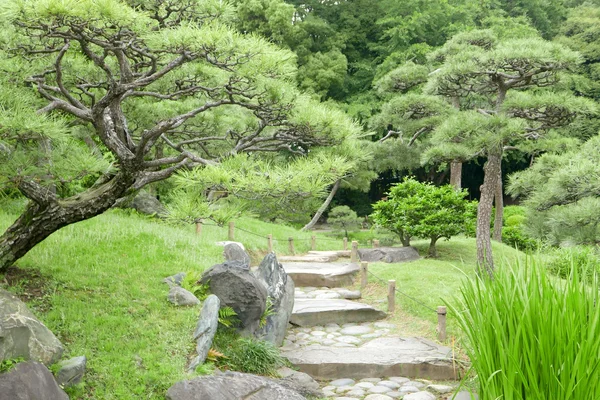 Pinus thunbergii bomen, stenen voetpad en trappen in het park — Stockfoto