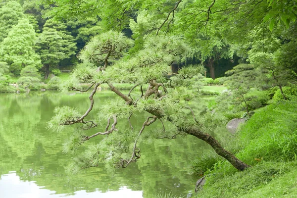 Pinus Thunbergspirea träd, reflektion vatten dammen — Stockfoto