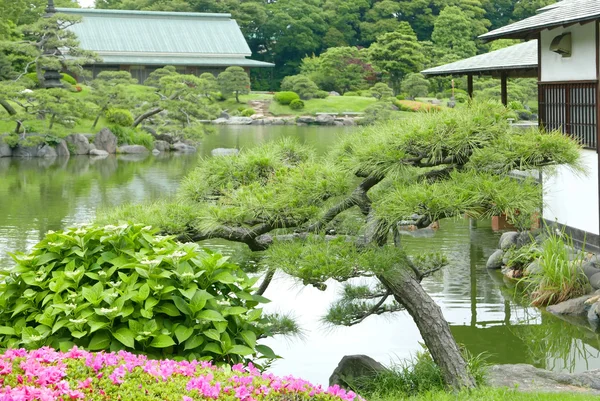 Pinus thunbergii and Japanese traditional pavilion building — Stock Photo, Image