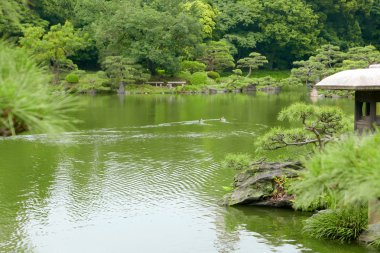Çam ağaçları, taş fener ve ördekler zen bahçesinde