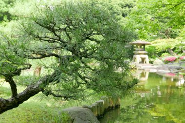 Pinus thunbergii ağaç, taş fener Japon Bahçesi