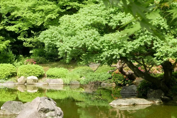 Plantes, étang d'eau avec réflexion dans le jardin zen japonais — Photo