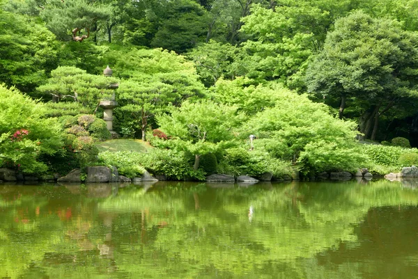 Árvores verdes, lagoa com reflexão no jardim zen japonês — Fotografia de Stock