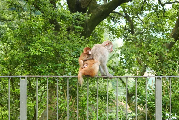 Aap en haar zoon zitten op het rek — Stockfoto