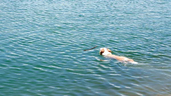 Swimming dog goes to grip wooden branch — Stock Photo, Image
