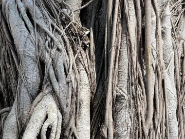 Kahverengi büyük ağaç kökü ve güneş ışığı gölgesi.