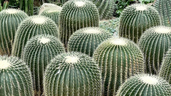 Horizontal Green Plant White Cactus Natural Decoration Greenhouse — Stock Photo, Image