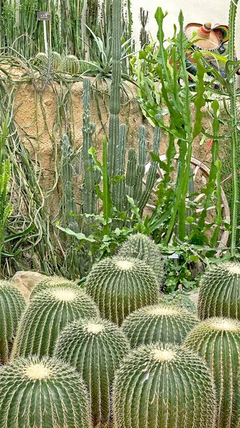 The vertical green plant cactus natural decoration in the greenhouse
