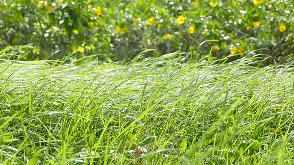 Fiori gialli e foglie e erbe verdi — Foto Stock