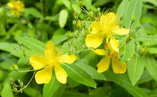 Flores amarillas y hojas verdes — Foto de Stock