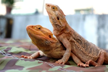 Sakallı Ejder Pogona