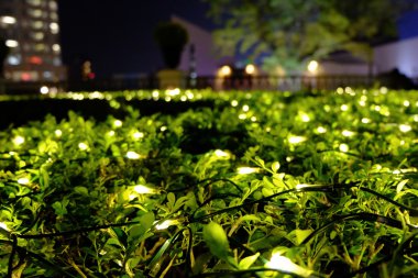 Parkta yeşil yapraklar