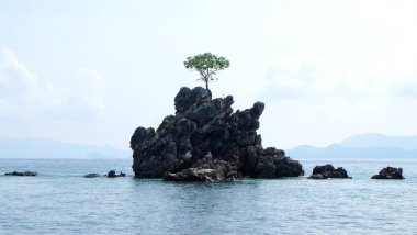 Bir ağaç ve denizin ortasında küçük ada