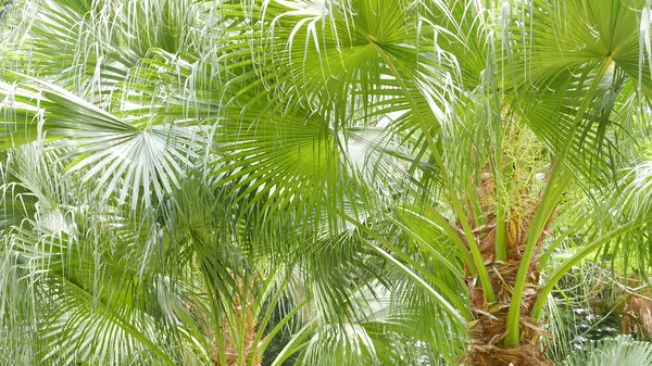 Verse palmbomen in het park — Stockfoto