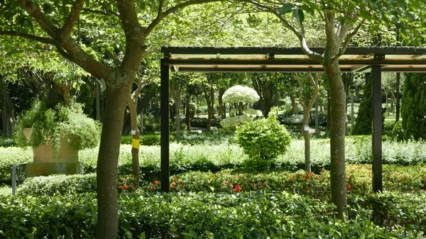 Frescura plantas verdes en el jardín — Foto de Stock