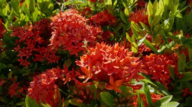 kırmızı çiçekler ve yeşil yapraklar