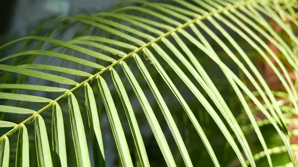 Closeup πράσινα φυτά — Φωτογραφία Αρχείου