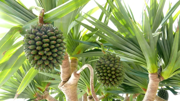 Árvores frutíferas verdes — Fotografia de Stock