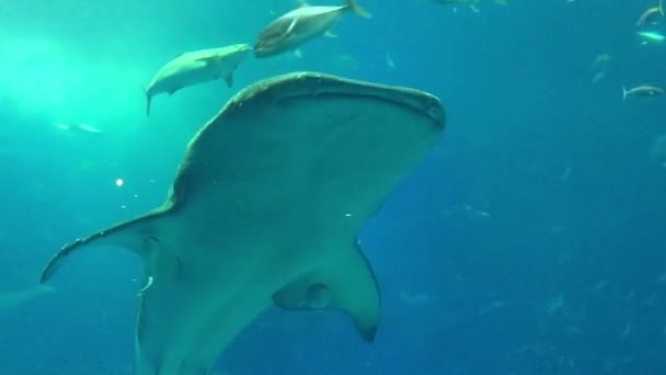 Whale shark, manta rays and other fishes in aquarium — Stock Video