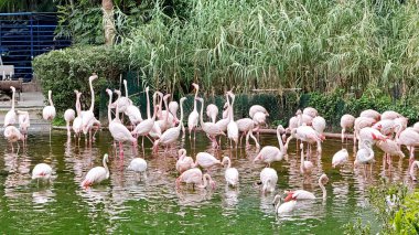 Hayvanat bahçesindeki ya da vahşi yaşam sığınağındaki bir gölette yürüyen büyük pembe flamingo sürüsü.