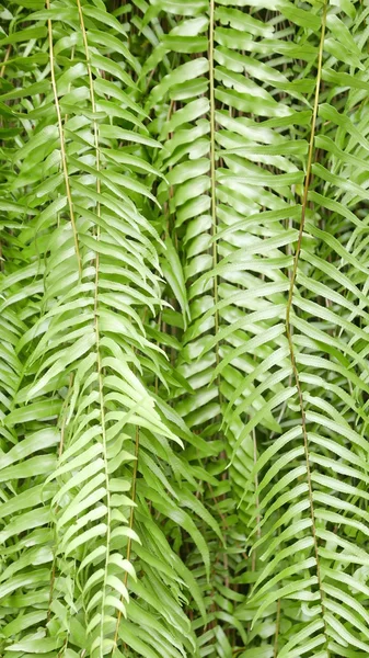 Gröna blad mönster bakgrund närbild — Stockfoto