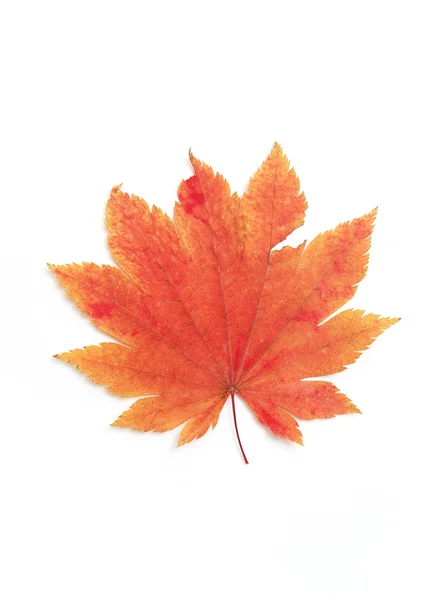 Autumn maple leaf macro — Stock Photo, Image