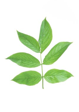 Şeritler closeup ile yeşil yaprakları