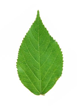 Yeşil yaprak şeritler closeup ile