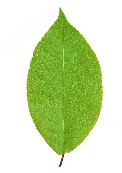 Yeşil yaprak şeritler closeup ile