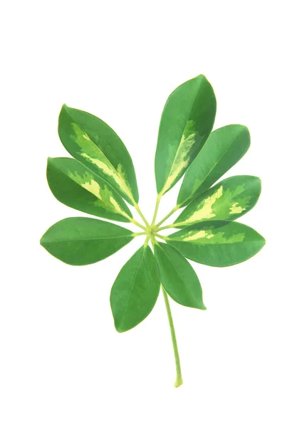 Liść zielony z pasków zbliżenie — Zdjęcie stockowe