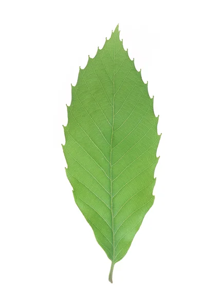 Zielony liść z pasków zbliżenie — Zdjęcie stockowe