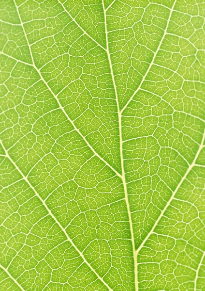 Groene blad met stroken close-up — Stockfoto